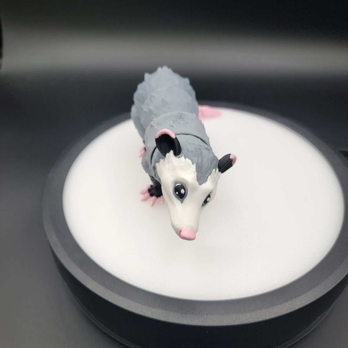 Possum