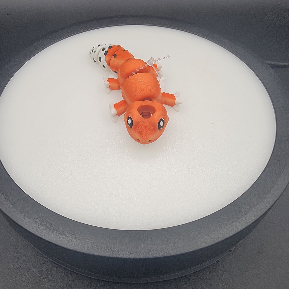 Leopard Gecko