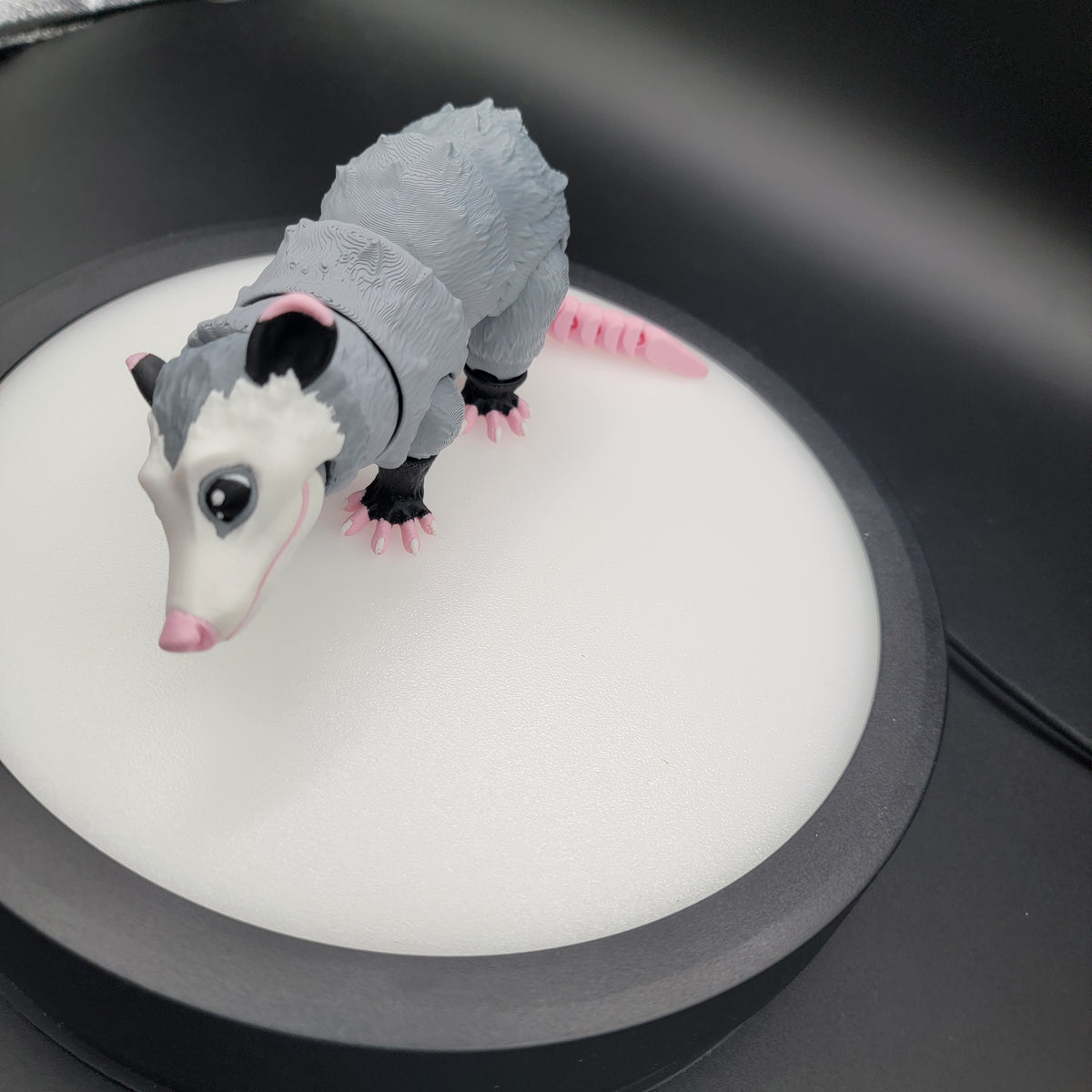 Possum