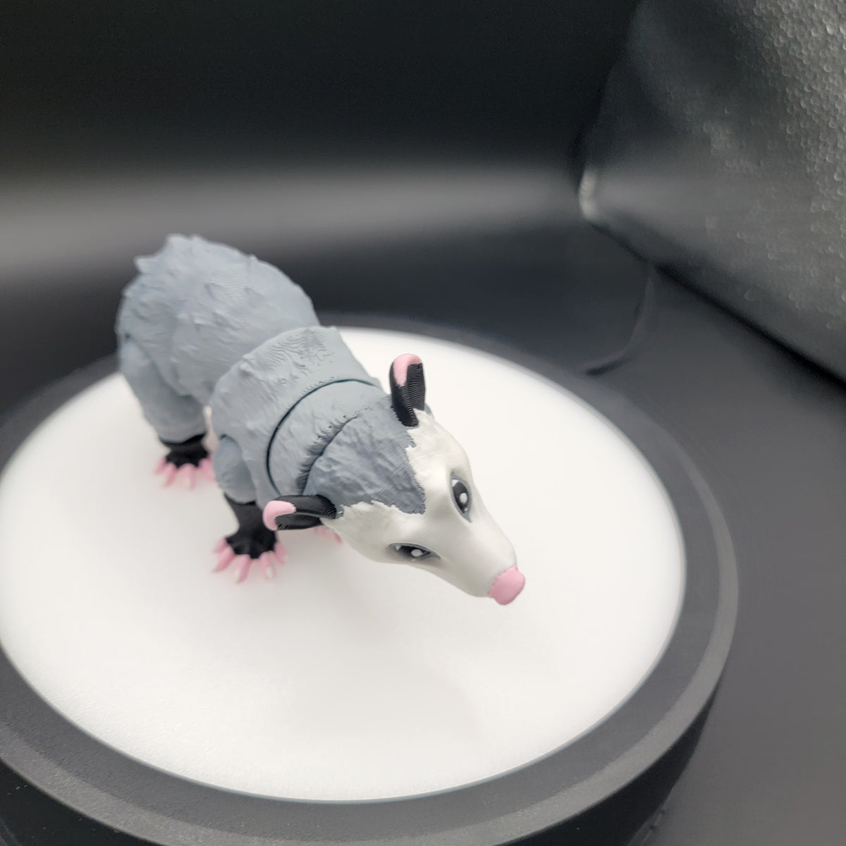 Possum